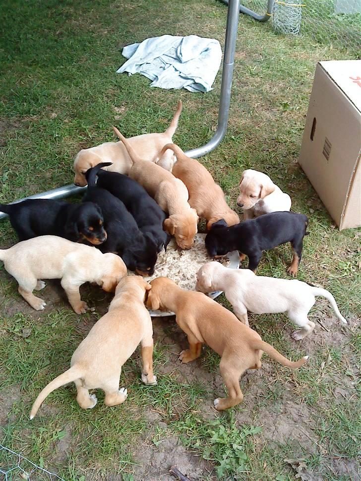 Blanding af racer Rollo Himmelhund billede 12