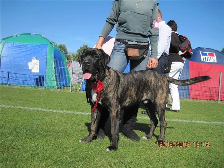 Cane corso Mojo! - Bedste hvalp i racen...:) billede 11