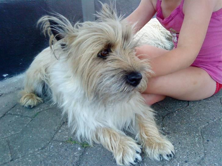 Cairn terrier Bubber billede 2