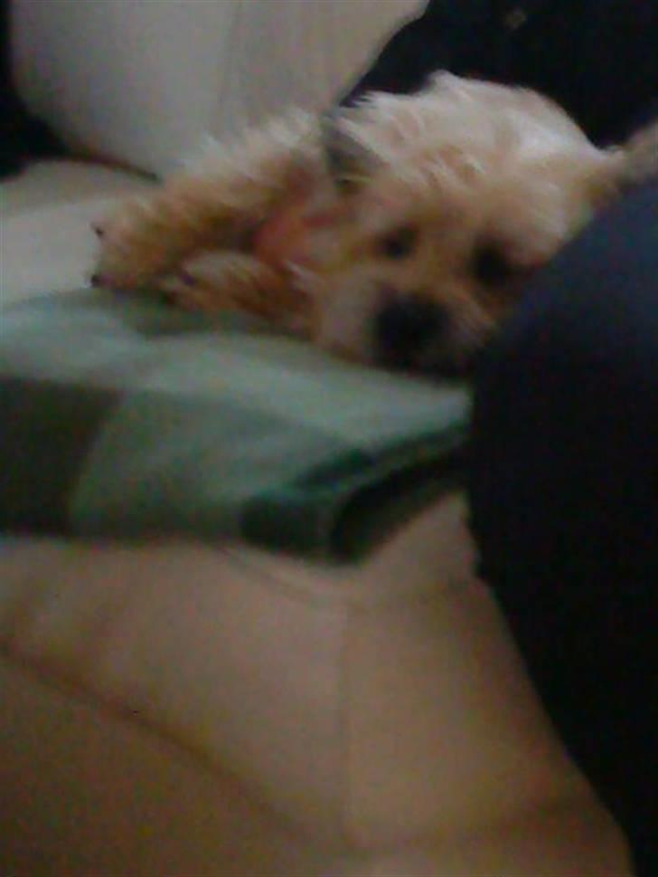 Cairn terrier Bubber - i må undskylde at billedet er ik så godt her :( billede 3