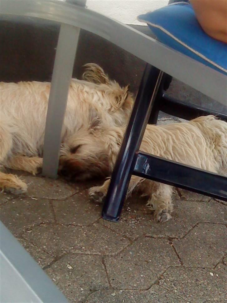 Cairn terrier Bubber - Bubber og frida ;D Nååår hvor er de søde  sammem  billede 4