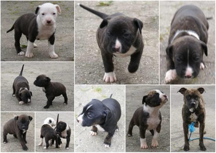 Amerikansk staffordshire terrier Malou R.I.P - Malou og hendes hvalpe sep 2009 billede 20