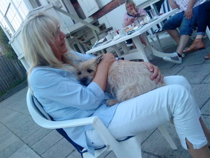 Cairn terrier Bubber - Er ved og falde i søvn, så dejlig er det (; billede 5