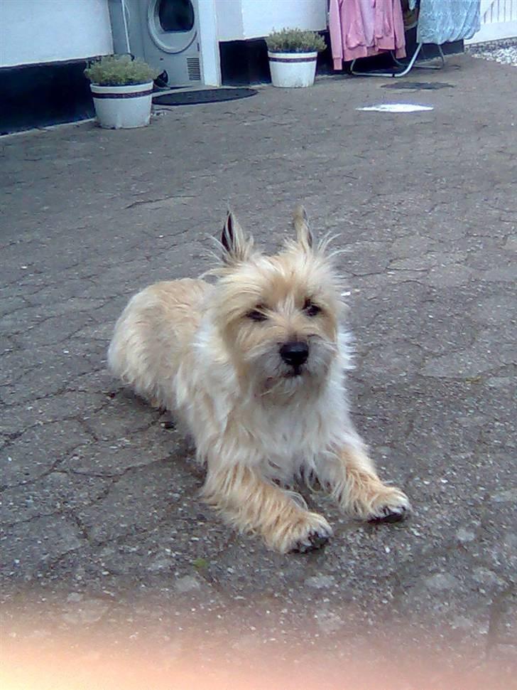Cairn terrier Bubber billede 6