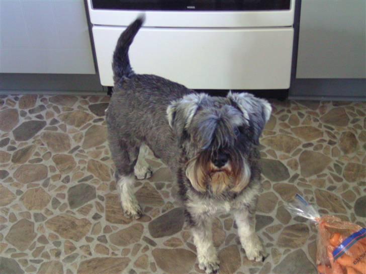 Dvaergschnauzer Neno (Nemo) - Welkommen til min profil(: billede 1