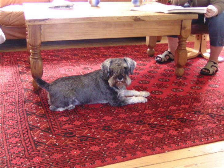 Dvaergschnauzer Neno (Nemo) - Uhh.. Se lige mig på det her store røde gulvtæppe!! billede 2