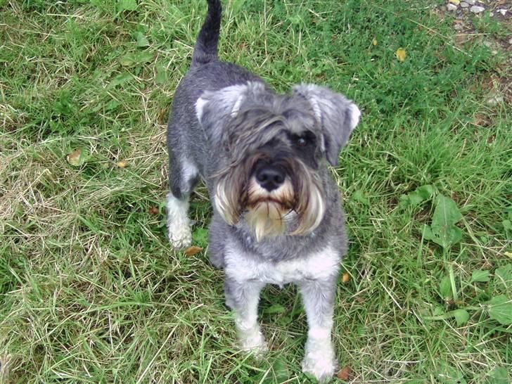 Dvaergschnauzer Neno (Nemo) - Hej med jer(; billede 3