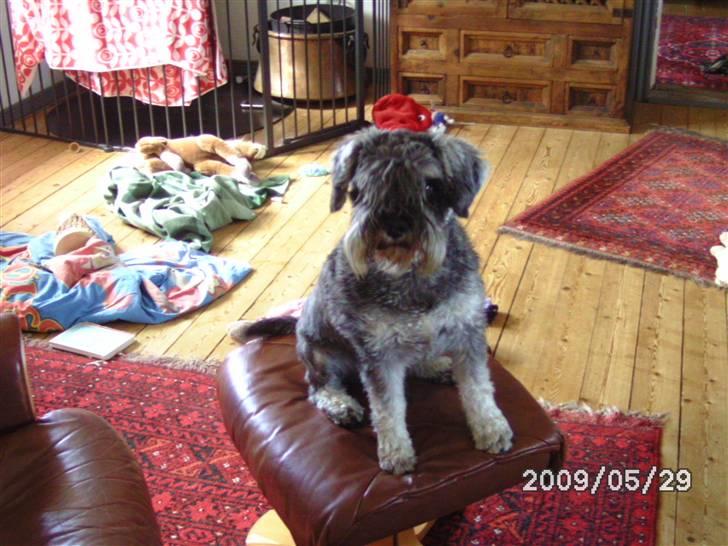 Dvaergschnauzer Neno (Nemo) - Her sidder jeg da godt ikke? billede 4