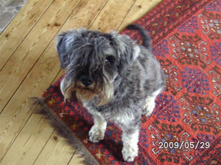 Dvaergschnauzer Neno (Nemo) - Jeg keder miiig!! billede 5