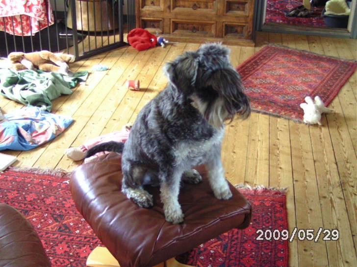 Dvaergschnauzer Neno (Nemo) - Er der noget spændene i fjernern? billede 6