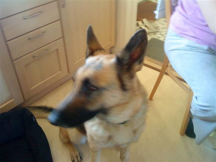 Schæferhund tanja *R.I.P* billede 1