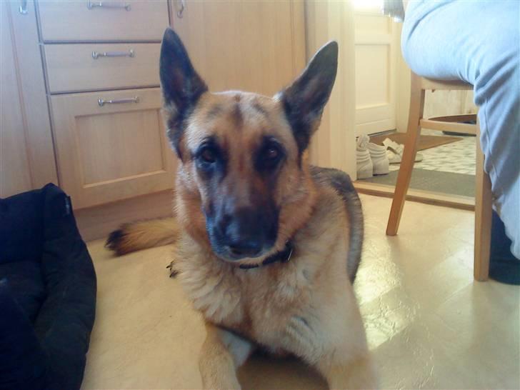 Schæferhund tanja *R.I.P* billede 2