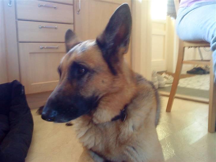 Schæferhund tanja *R.I.P* billede 3