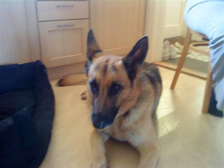 Schæferhund tanja *R.I.P* billede 4