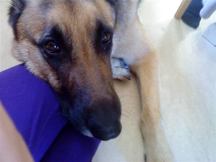 Schæferhund tanja *R.I.P* billede 5