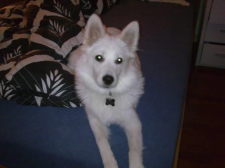 Japansk spids Tjalfe - han er blevet såååå flot og stor..!!! :0) og man begynder at kunne ane "manken" som blir størrer omkring halsen billede 13