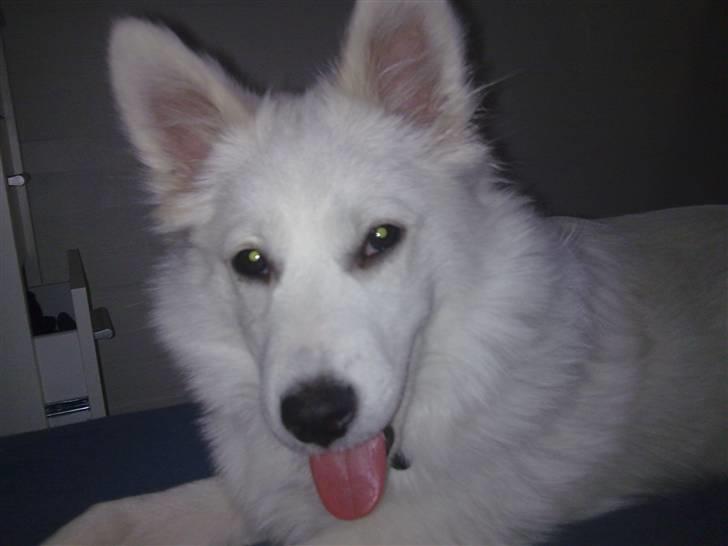 Japansk spids Tjalfe billede 14