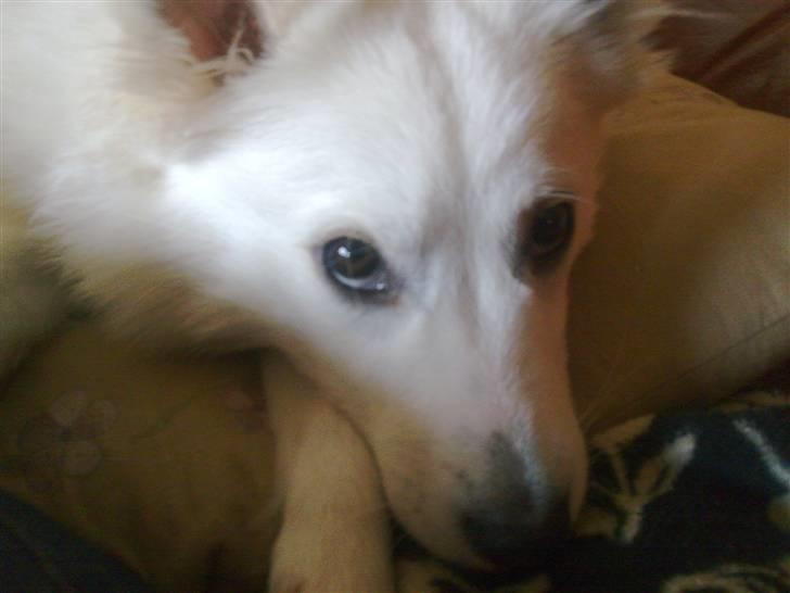 Japansk spids Tjalfe - de store brune øjne kan man jo ikke stå for!!! billede 15