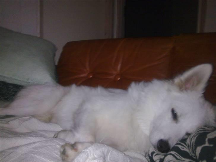 Japansk spids Tjalfe - vi havde været nede og besøge Tjalfes mor og far.... og så er man træt efter sådan en dag fyldt med sjov og leg.. :0) billede 16