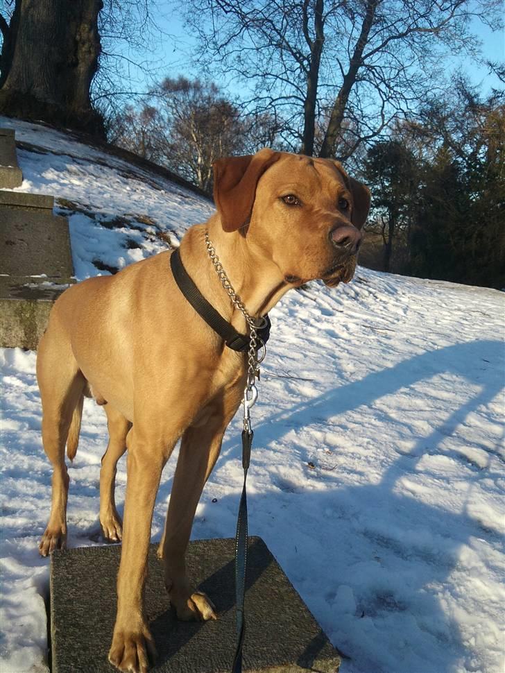 Blanding af racer Rollo Himmelhund billede 13