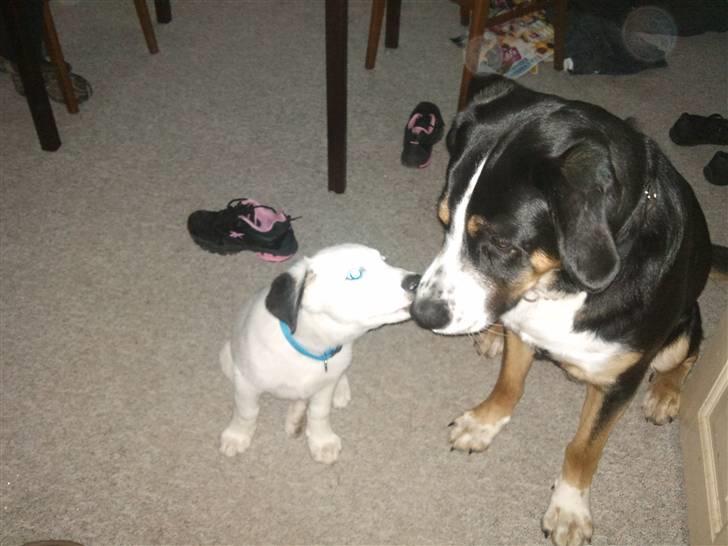 Blanding af racer Snoopy doo - Giver lige far et kys billede 6