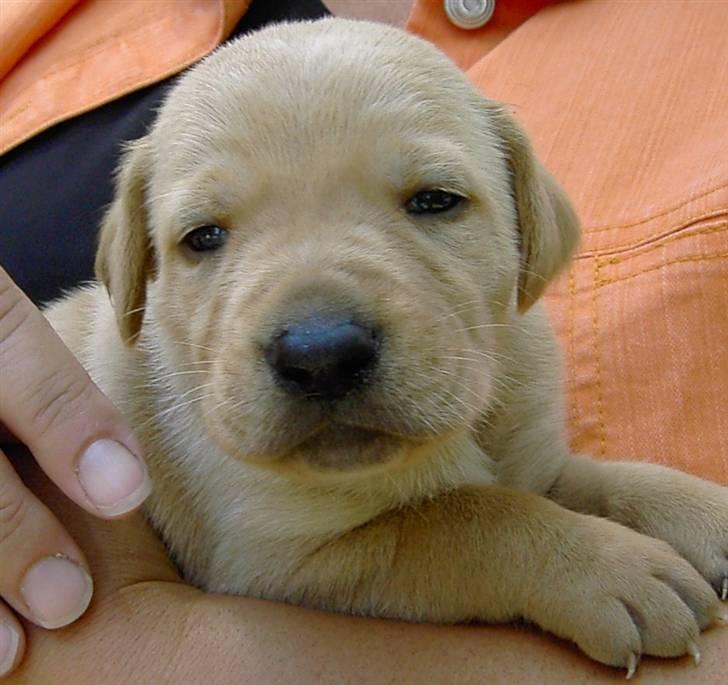 Blanding af racer Rollo Himmelhund billede 14