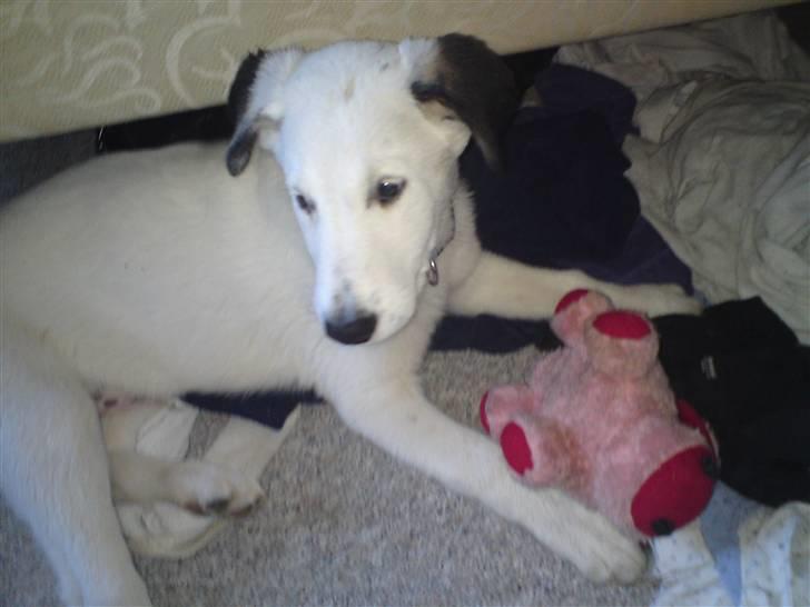 Blanding af racer Snoopy doo billede 7