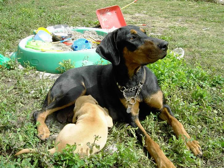 Blanding af racer Rollo Himmelhund billede 15