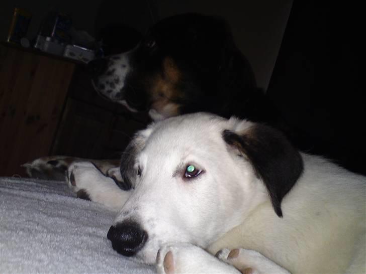 Blanding af racer Snoopy doo billede 8