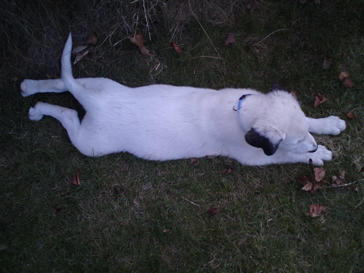 Blanding af racer Snoopy doo billede 10