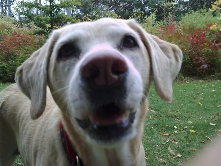 Labrador retriever Malou  R.I.P. 7-10-10 - Ville du sige noget? billede 8