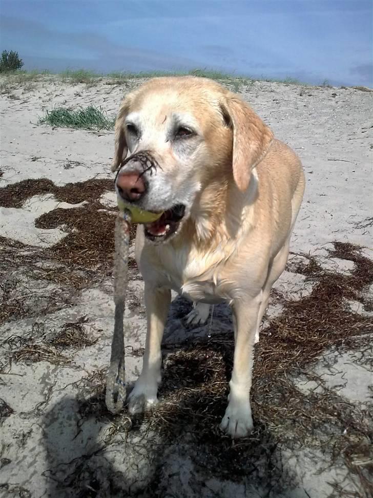 Labrador retriever Malou  R.I.P. 7-10-10 - Er der noget så skønt som at være på stranden med bold i munden og tang på snuden?? billede 9