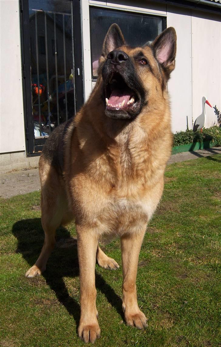 Schæferhund Rico - Rico! billede 1