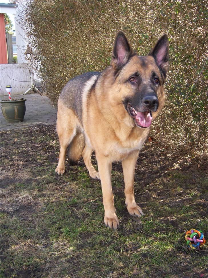 Schæferhund Rico - På opdagelse i haven. billede 2