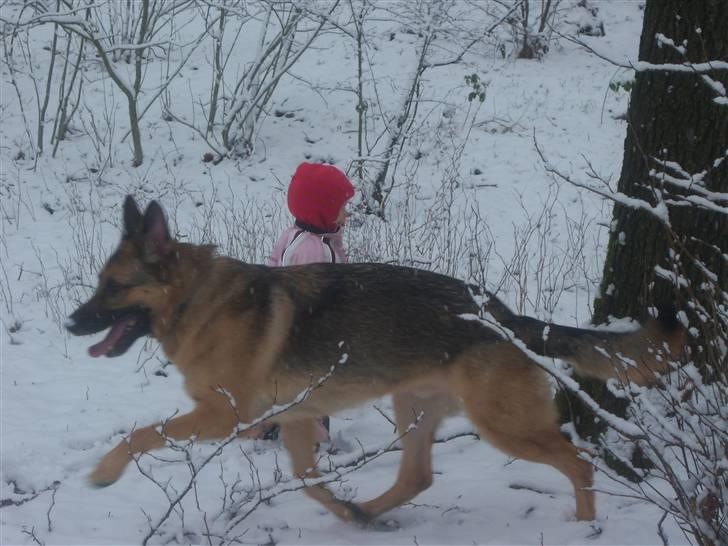 Schæferhund Rico - Rico og den lille rødhætte i snen ;-) billede 3