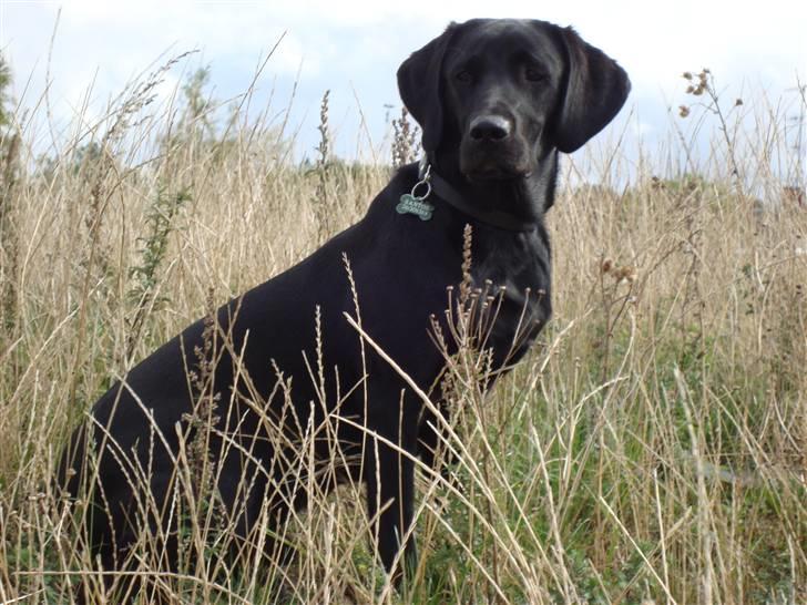 Labrador retriever Santos - Fotoshoot på marken 2009. billede 13