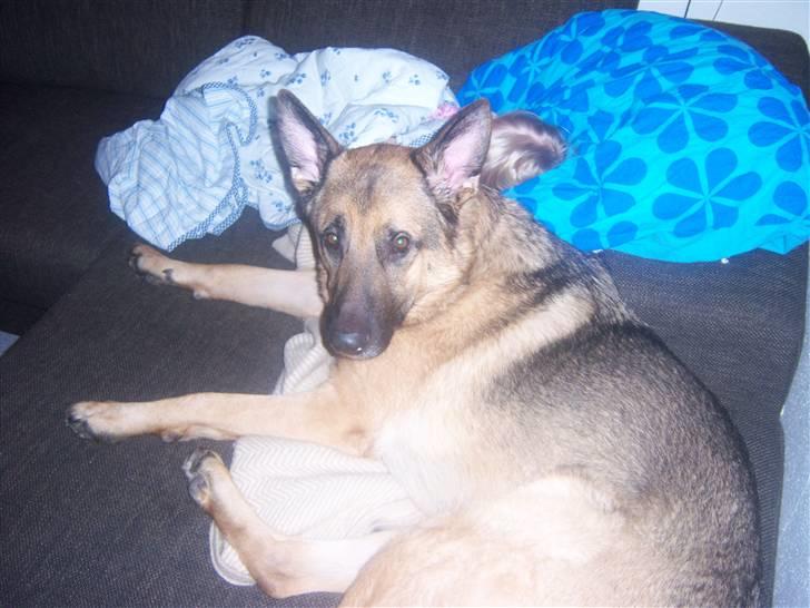 Schæferhund Rico - Skal vi op nu... ØV lad mig nu bare sove vidre :-) billede 5