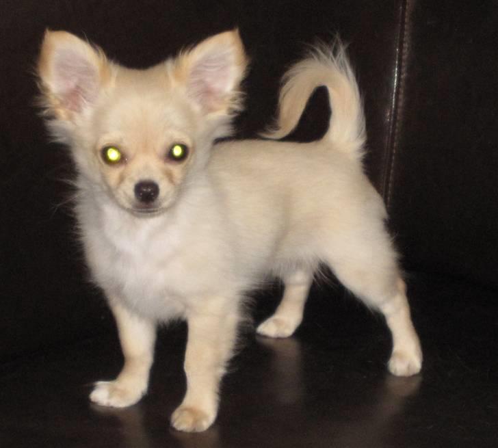 Chihuahua               Cocio Light - Nyt Cocio 9 nov.  billede 5