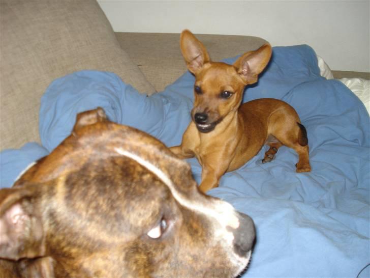 Amerikansk bulldog Cosmo - Meget farlig muskelhund :D  billede 10