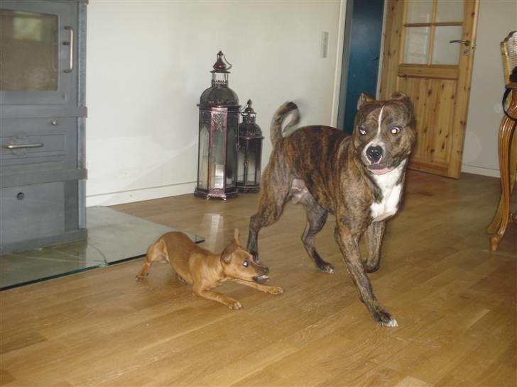 Amerikansk bulldog Cosmo - Respekt :) billede 11