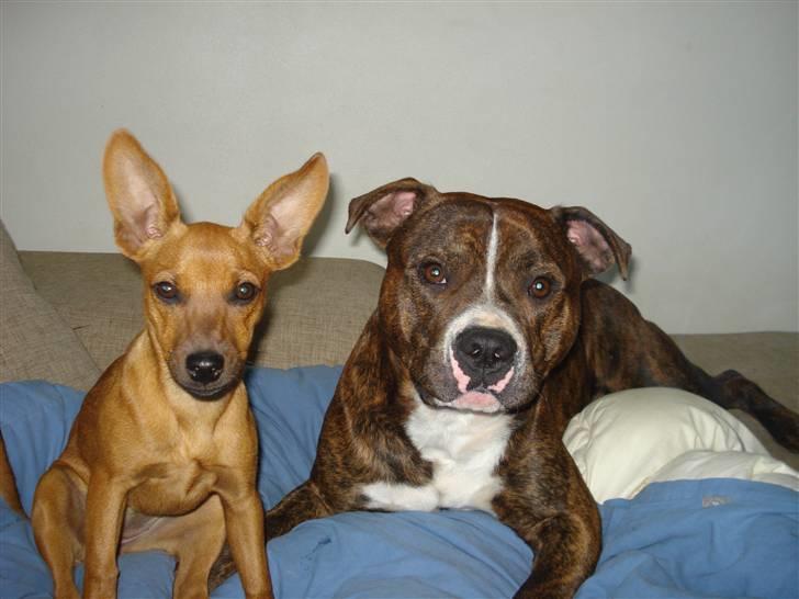 Amerikansk bulldog Cosmo - Cosmo´s bedste lege kammerat.. Umage par ;D billede 12