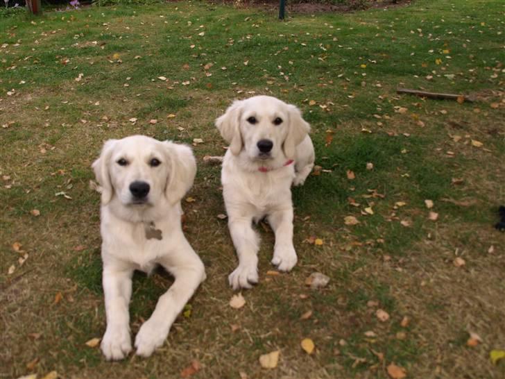 Golden retriever Coco - Se hvor vi kan :-D billede 4