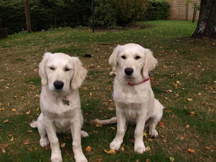 Golden retriever Coco billede 5