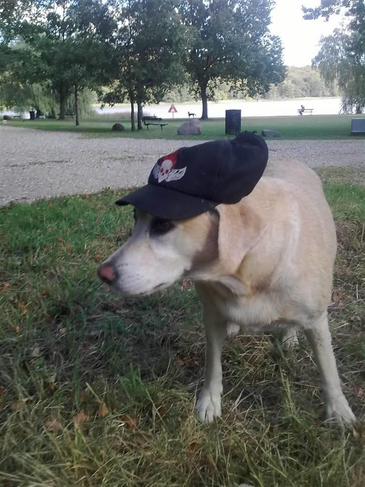 Labrador retriever Malou  R.I.P. 7-10-10 -  Jeg sætter min hat som jeg vil. billede 10