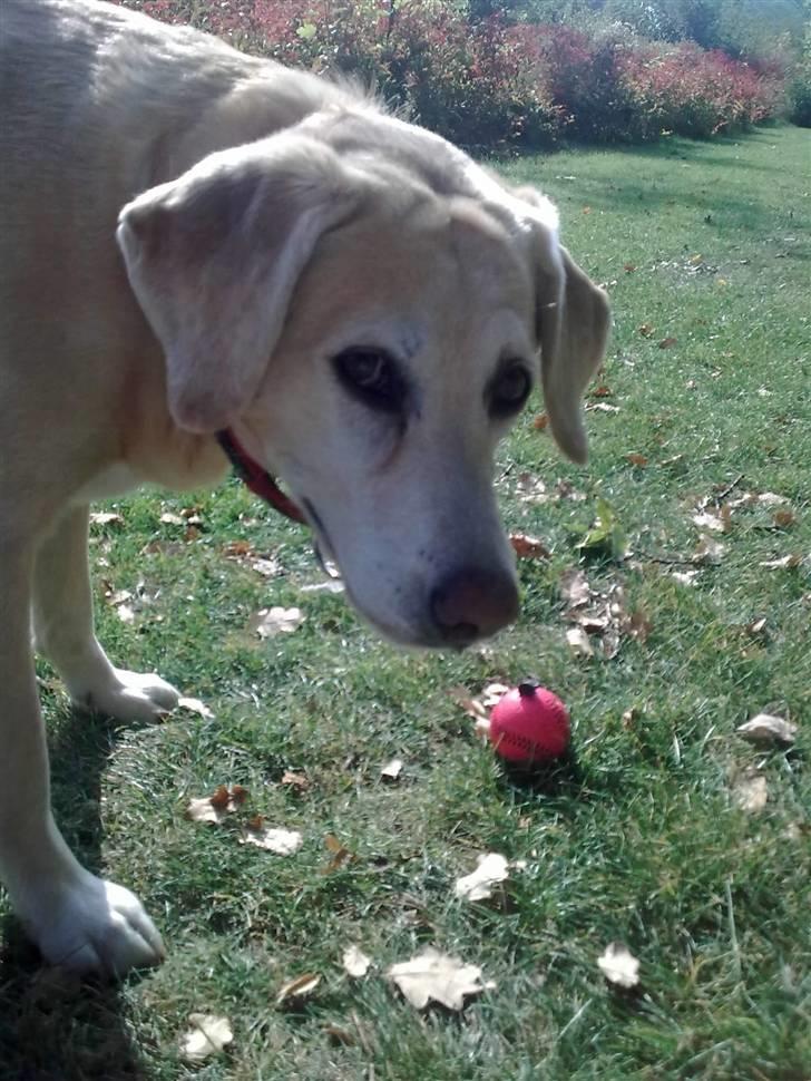Labrador retriever Malou  R.I.P. 7-10-10 - Der ligger en godbid på bolden - må jeg ta´ den? billede 11