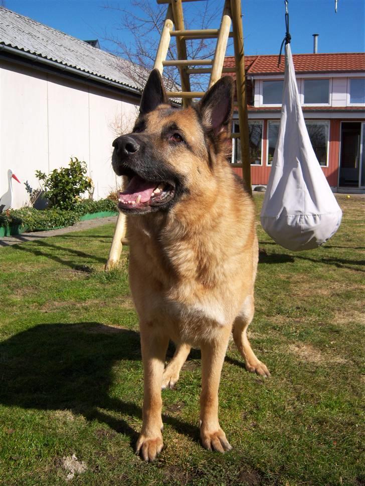 Schæferhund Rico - Leg i haven. billede 6