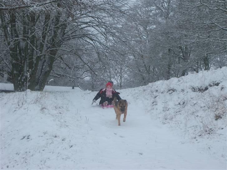 Schæferhund Rico - PAS PÅ.... Her kommer vi allesammen..... billede 7
