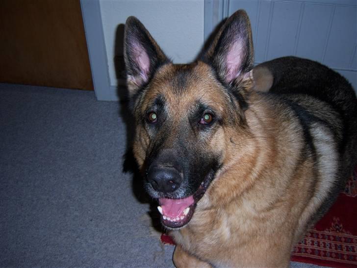 Schæferhund Rico billede 8