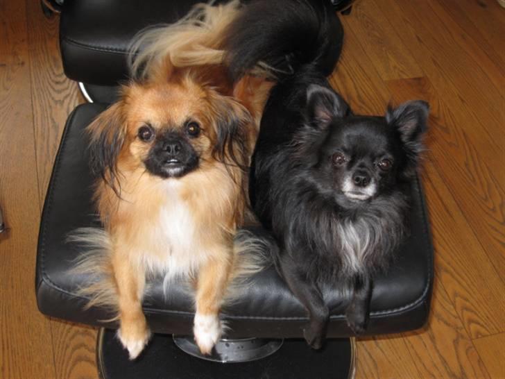 Blanding af racer - ~°º• Chiwas •º°~ - billede 12