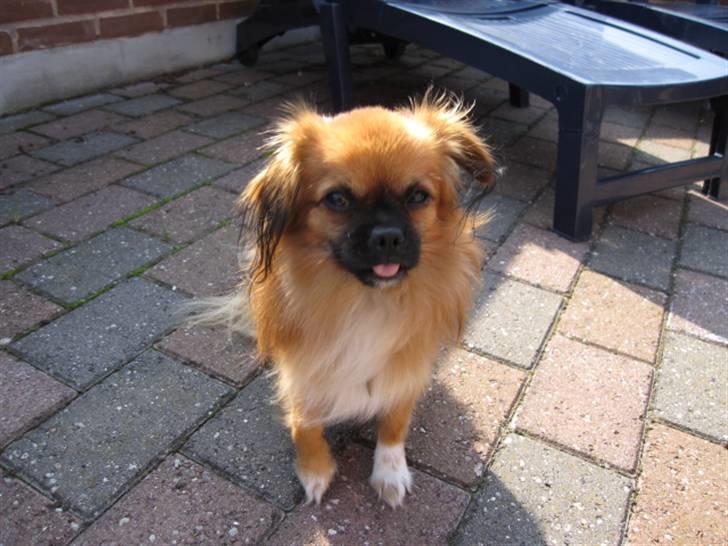 Blanding af racer - ~°º• Chiwas •º°~ - billede 13